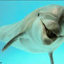 Dolphin - the wettest smile