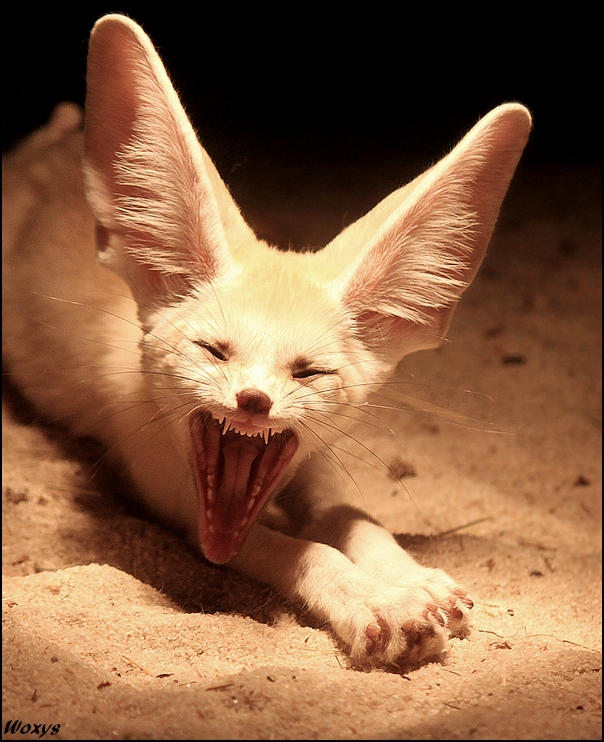Most terrific creature EVER??? by woxys Most terrific creature EVER??? by woxys