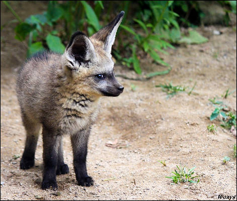 Grumpy baby fox: watching YOU