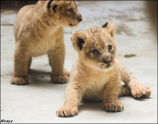 Baby lions, balls of cuteness