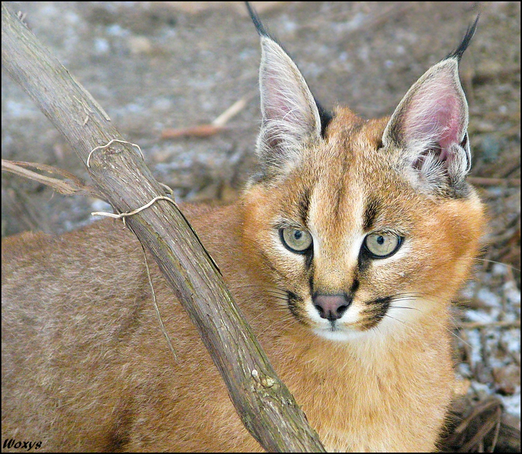 Baby caracal