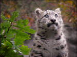 Baby snow leopard
