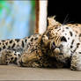 Baby Amur leopard-mom loves me