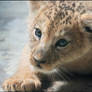 Baby lion: will you love me?