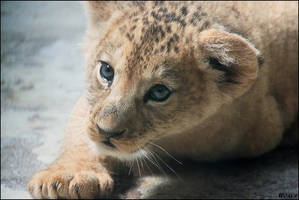 Baby lion: will you love me?