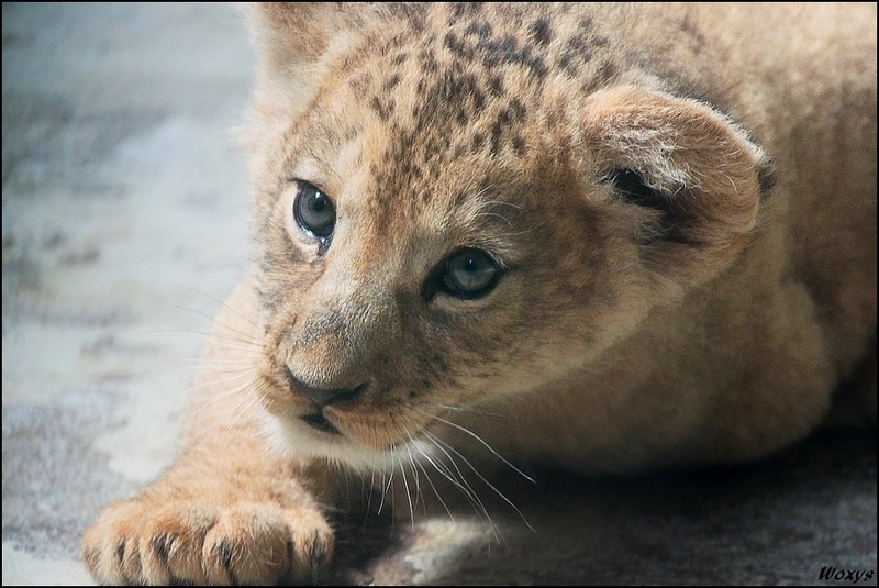 Baby lion: will you love me? by woxys on DeviantArt Baby lion: will you love me? by woxys on DeviantArt