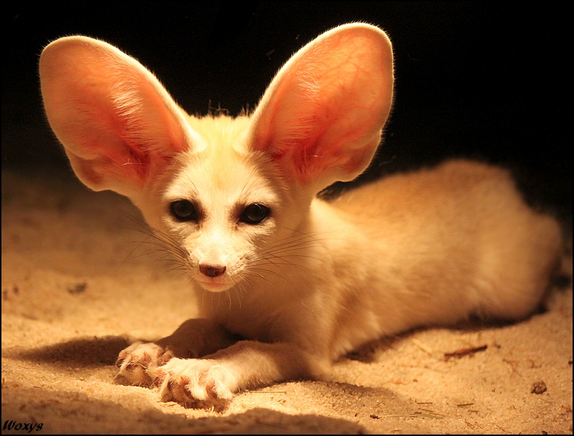 Fennec fox: like a good guy