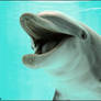 Dolphin - eating YOOOOU
