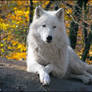 The wolf gold