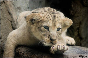 Baby lion: I waaaaant