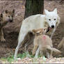 No dead wolf pups this year...