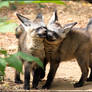 Dancing baby bat-eared foxes