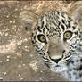 Innocent baby eyes