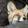 Red fox in his hole