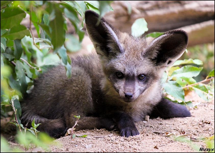 Baby with adorable ears