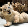 Mom, Nala is killing me