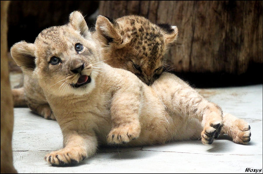 Mom, Nala is killing me