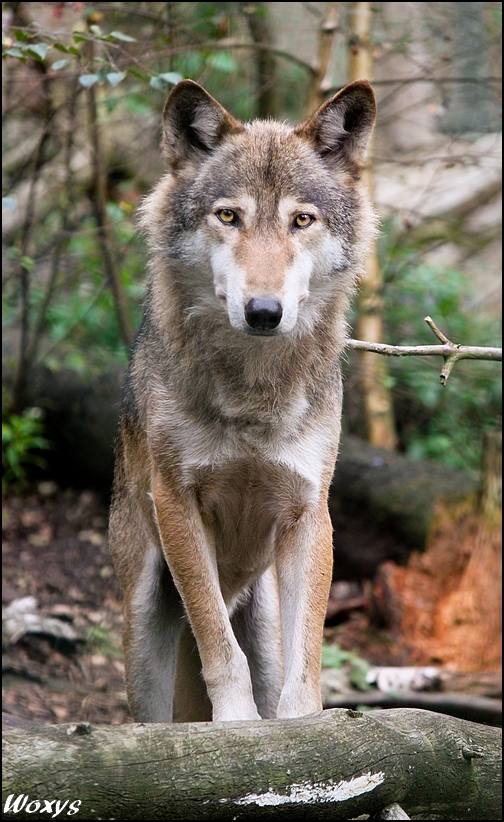 Eurasian wolf: staying proudly