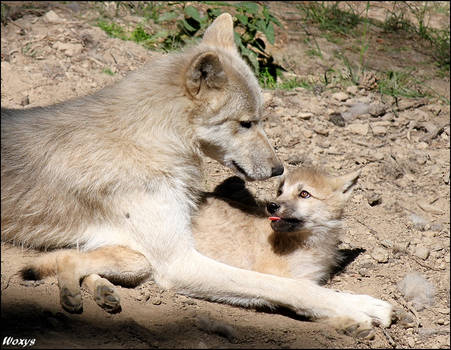 Baby wolf and rough love?