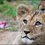 Future lion king