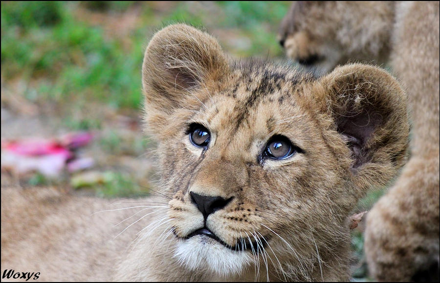 Future lion king