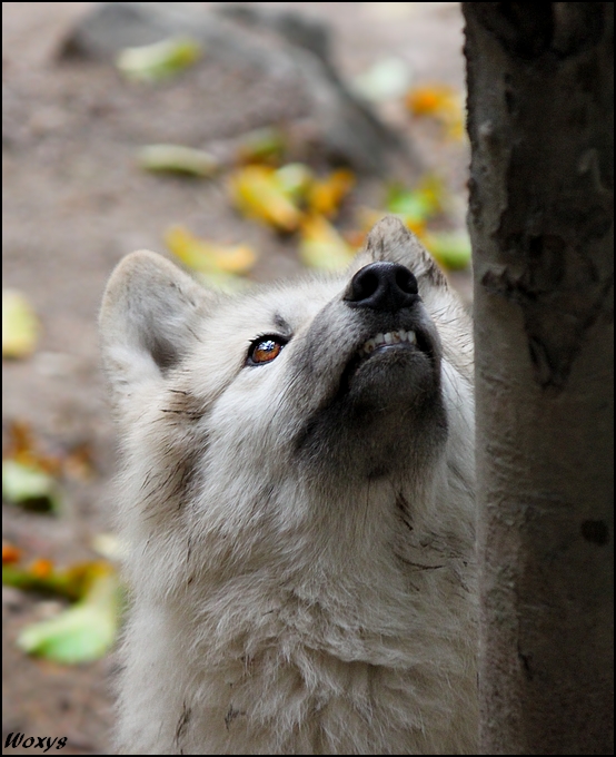 Wolf and bloody squirrel?