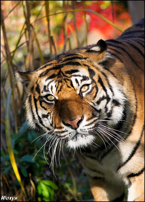 Tiger tiger... by woxys