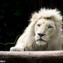 Royal white lion