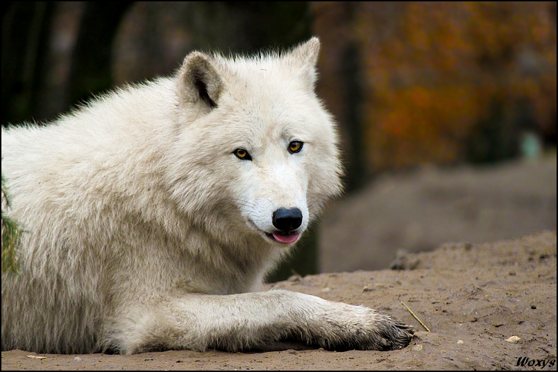 Little tongue