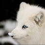 Blue-eyed and snow