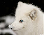 Blue-eyed and snow