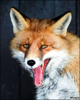 Fox wants to eat your brain