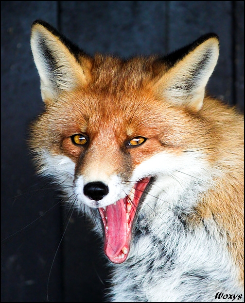 Fox wants to eat your brain