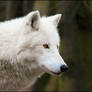 Wolf.