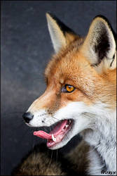 Fox in profi photo studio