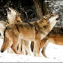 Singing quartet