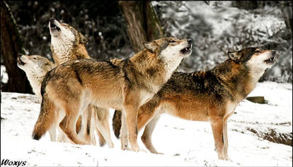 Singing quartet