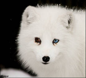 Blue-eyed fox again