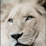 Haldir, the white lion.