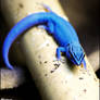Blue diamond gecko