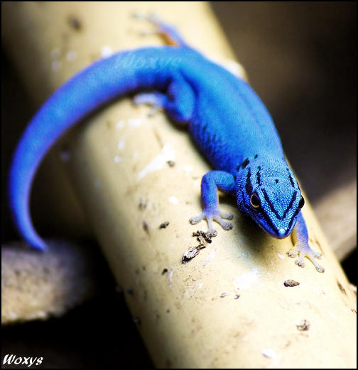 Blue diamond gecko by woxys on DeviantArt