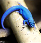 Blue diamond gecko by woxys