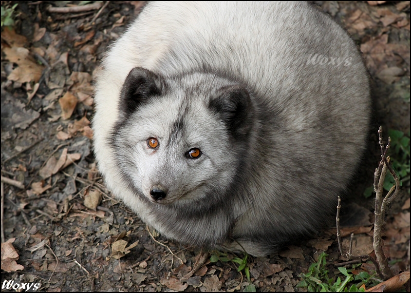 Fox