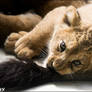 Baby lion: my daddy is a toy