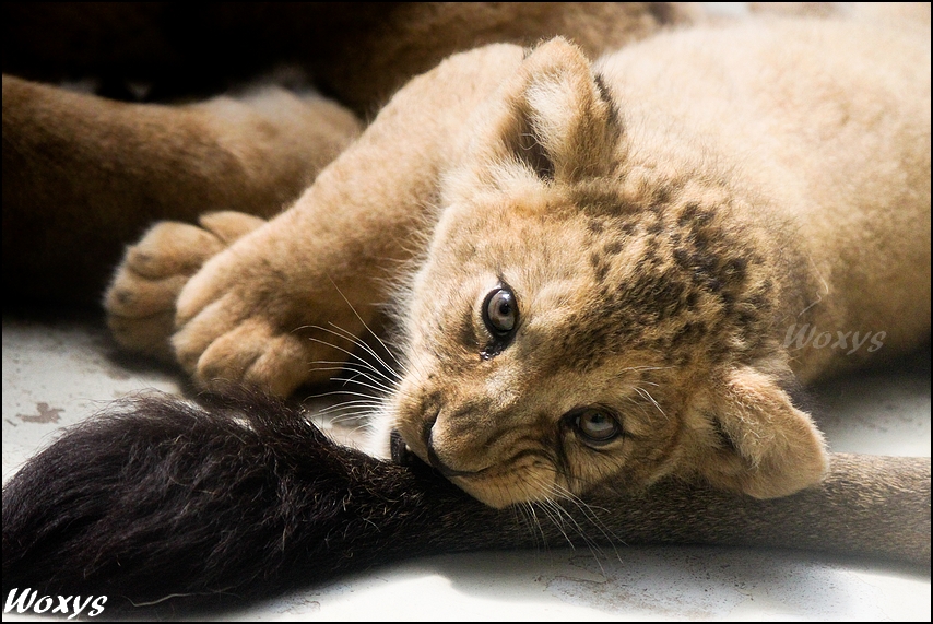Baby lion: my daddy is a toy