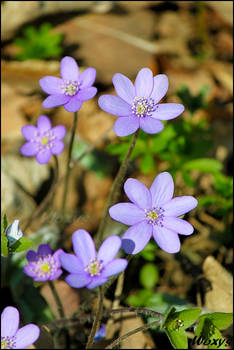 Blue kisses of the spring