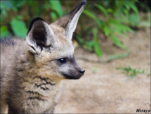 Baby fox is cute