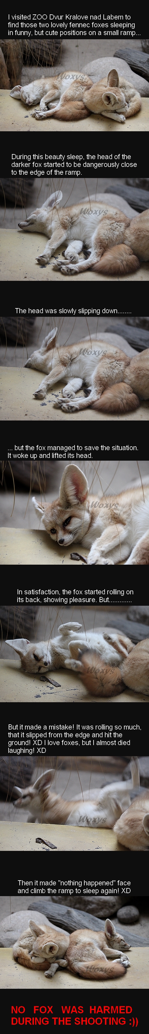 Terrible tragedy of fennec fox