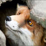 Fear of the fox