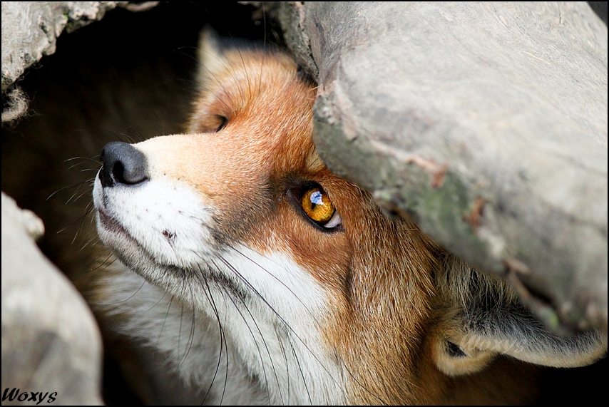 Fear of the fox